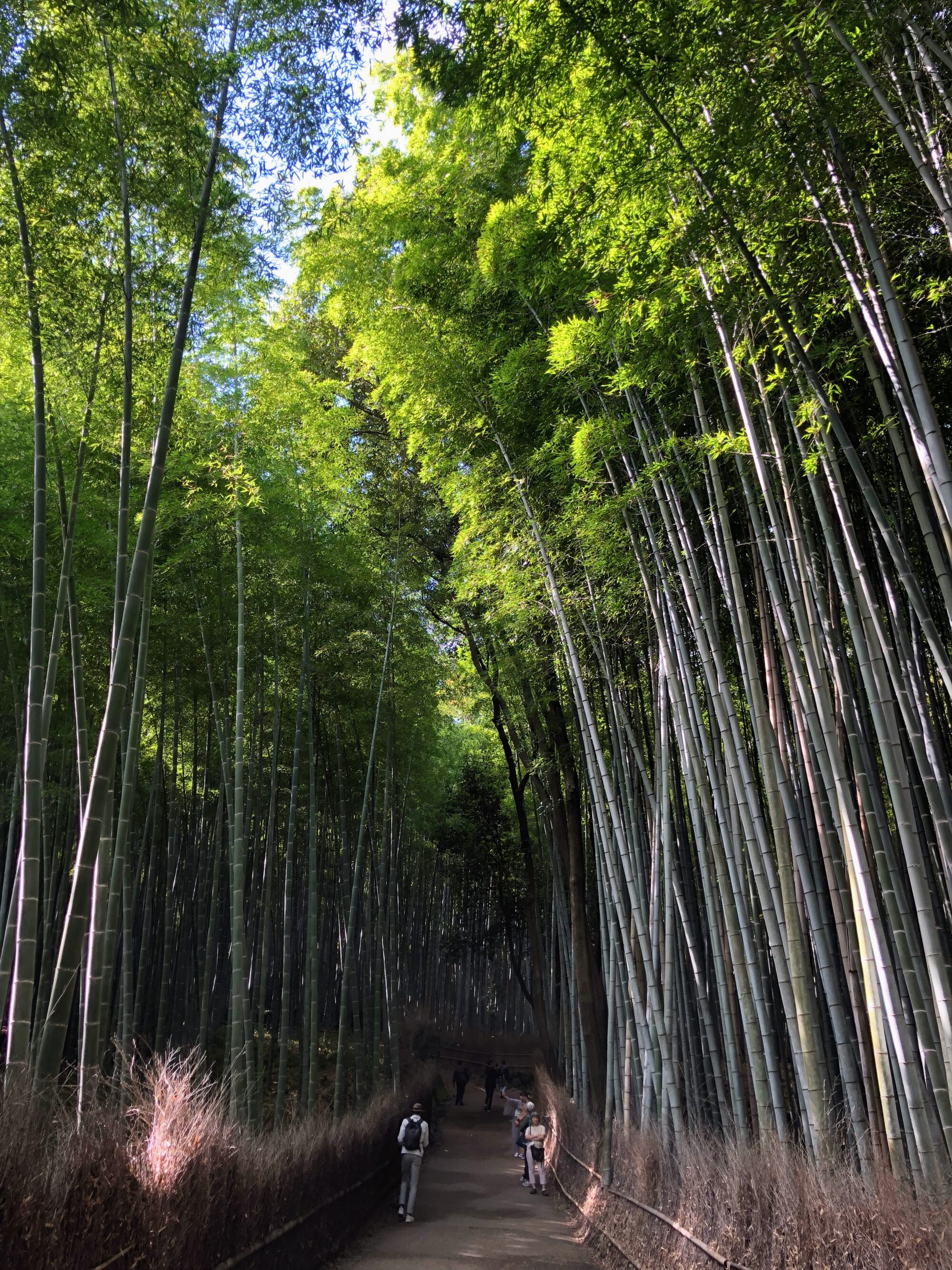 京都旅行2日目_観光_竹林の小径